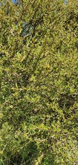 Coprosma rugosa