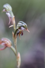 Pterostylis pusilla