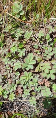 Acaena caesiiglauca