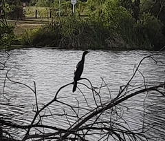 Microcarbo melanoleucos brevirostris