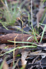 Pterostylis pusilla
