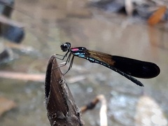 Heliocypha fenestrata