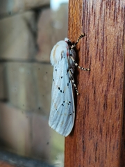 Rhodogastria similis