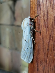 Rhodogastria similis