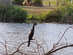 Microcarbo melanoleucos brevirostris