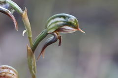 Pterostylis pusilla