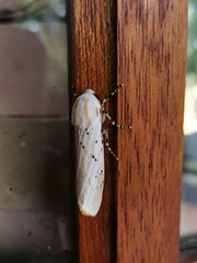 Rhodogastria similis