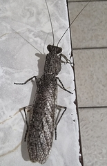 Tarachodes sanctus