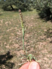 Tragus berteronianus