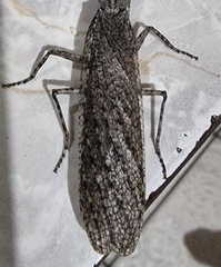 Tarachodes sanctus