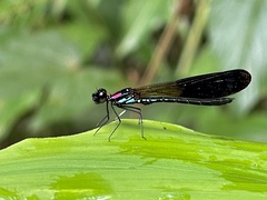 Heliocypha fenestrata