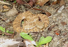 Crotalus pyrrhus