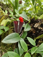 Aeschynanthus radicans