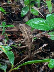 Calotes emma