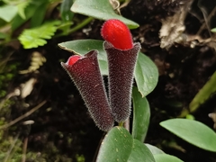 Aeschynanthus radicans