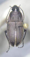 Chlaenius tomentosus