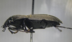 Chlaenius tomentosus