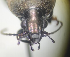 Chlaenius tomentosus