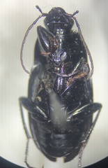 Chlaenius tomentosus