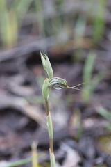 Pterostylis biseta