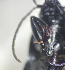 Chlaenius tomentosus