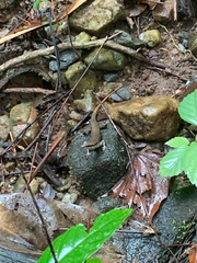 Sphenomorphus maculatus