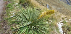 Aciphylla