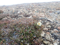 Dryas integrifolia