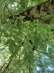 Ailanthus altissima