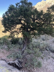 Juniperus deppeana