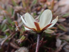 Dryas integrifolia