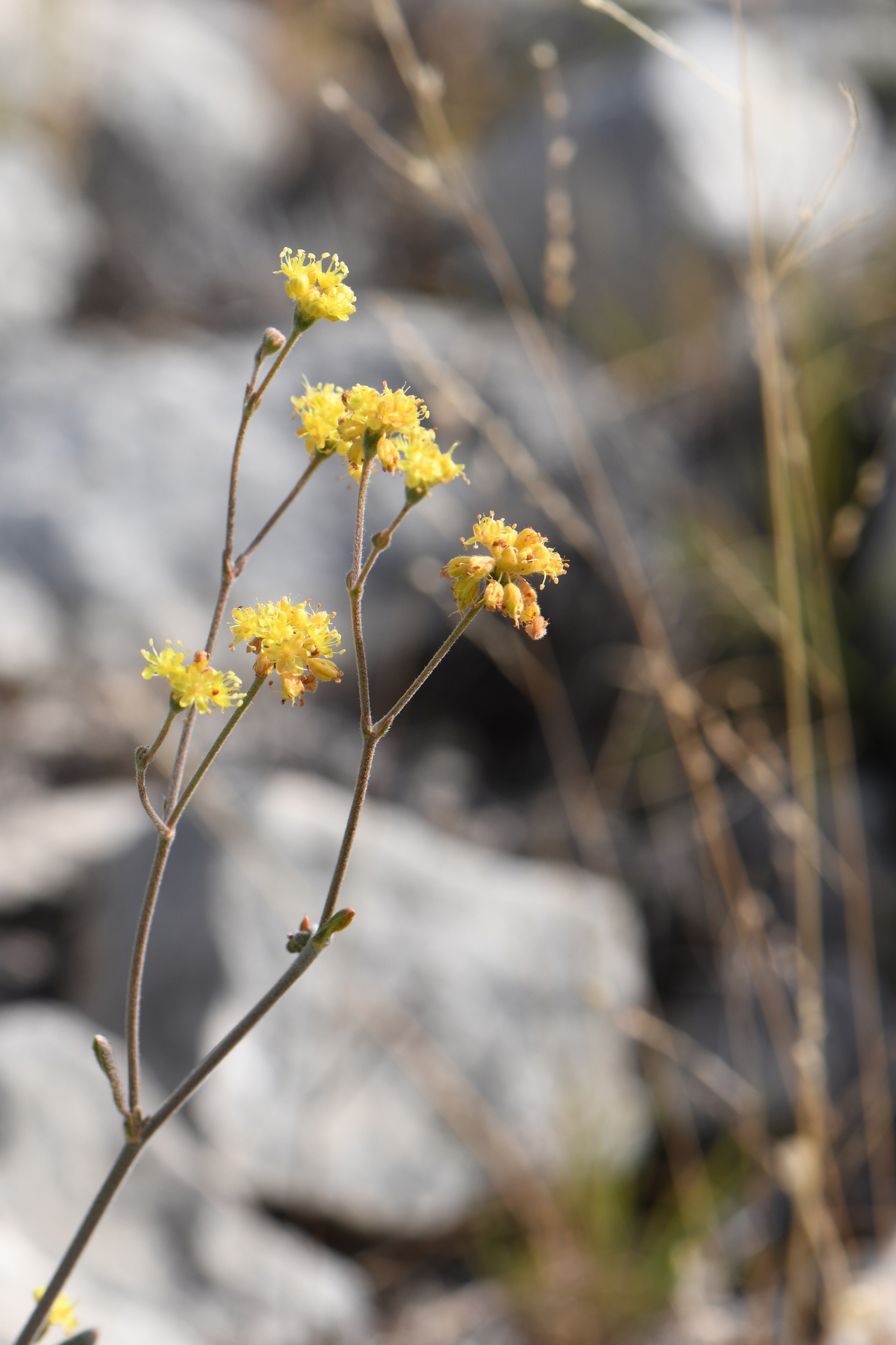Eriogonum hieraciifolium