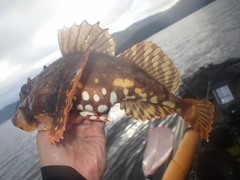 Myoxocephalus scorpius