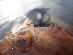 Myoxocephalus scorpius