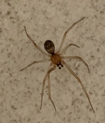 Steatoda grossa