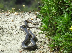 Masticophis lateralis