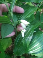 Polygonatum latifolium