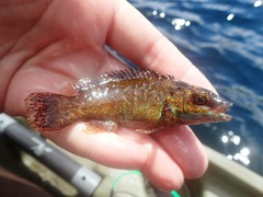 Tautogolabrus adspersus
