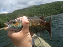 Tautogolabrus adspersus