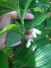 Polygonatum latifolium