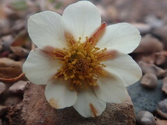 Dryas integrifolia