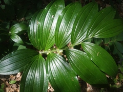 Polygonatum latifolium