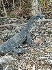 Varanus rosenbergi