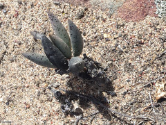 Adromischus filicaulis