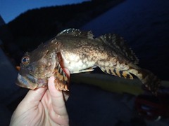 Myoxocephalus octodecemspinosus