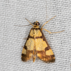 Deuterarcha xanthomela