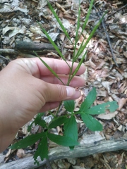 Cardamine quinquefolia