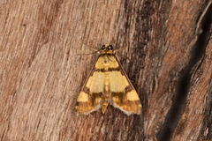 Deuterarcha xanthomela