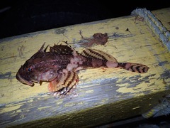 Myoxocephalus octodecemspinosus