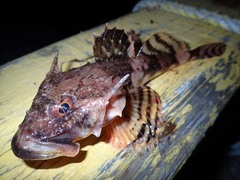 Myoxocephalus octodecemspinosus